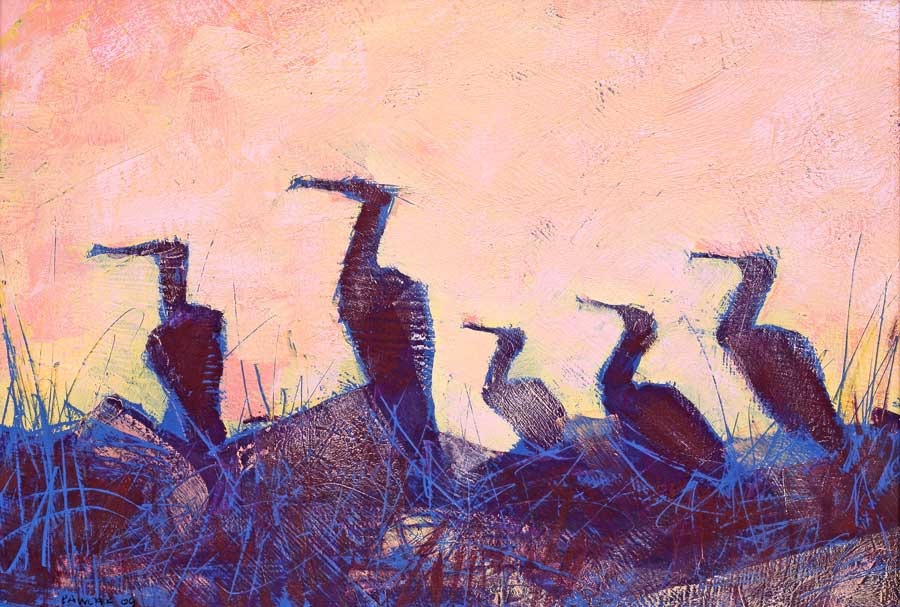 Cormorants